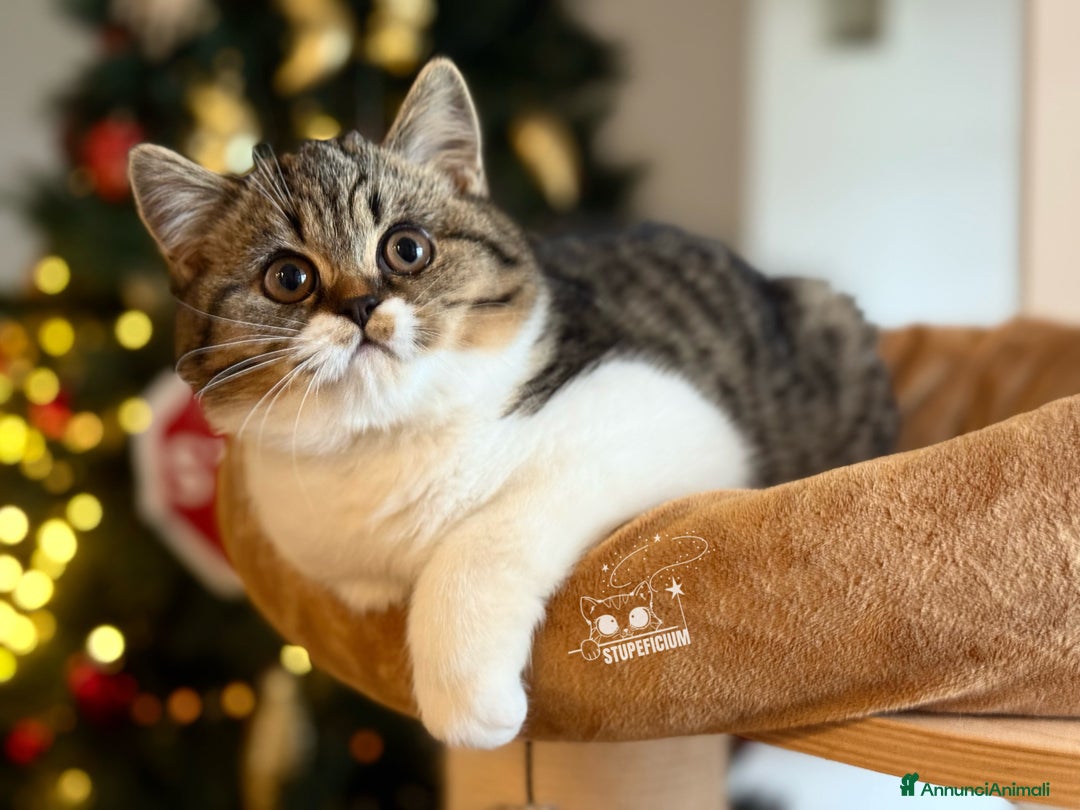 Scottish gatti in vendita: Stupeficium Amos - Scottish Straight - Annuncio 12