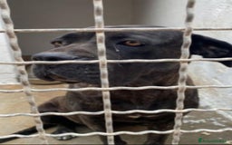 Cane Corso cani in regalo: Corso giovane,depressa,buona in box da 3anni!PUGLI a Città metropolitana di Milano - Immagine 2