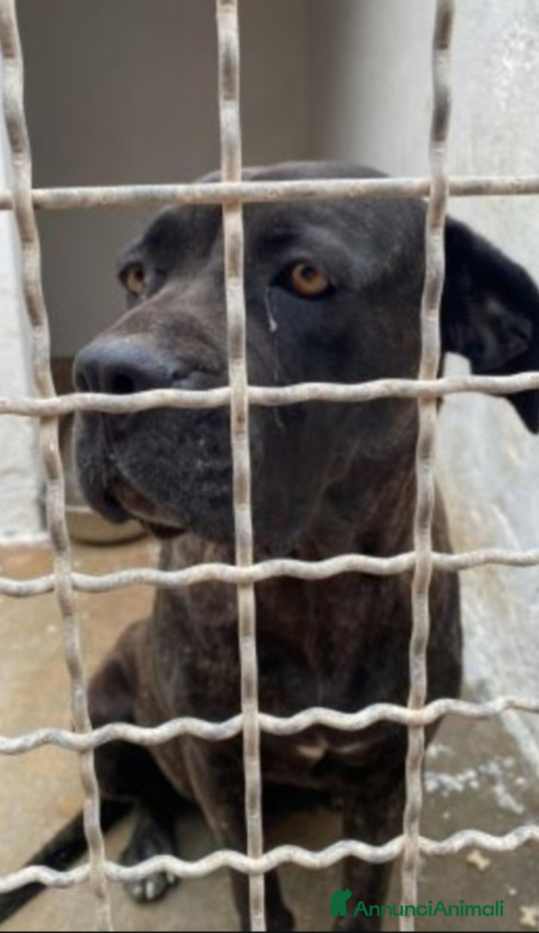 Cane Corso cani in regalo: Corso giovane,depressa,buona in box da 3anni!PUGLI a Città metropolitana di Milano - Immagine 2