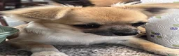 Chihuahua cani in vendita: Pepe, dolcissimo chihuahua a pelo lungo  - Annuncio 4