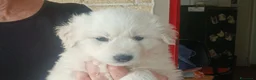 Meticcio cani in regalo: NEVE SPLENDIDA CUCCIOLA IN CERCA D'AMORE - Annuncio 4