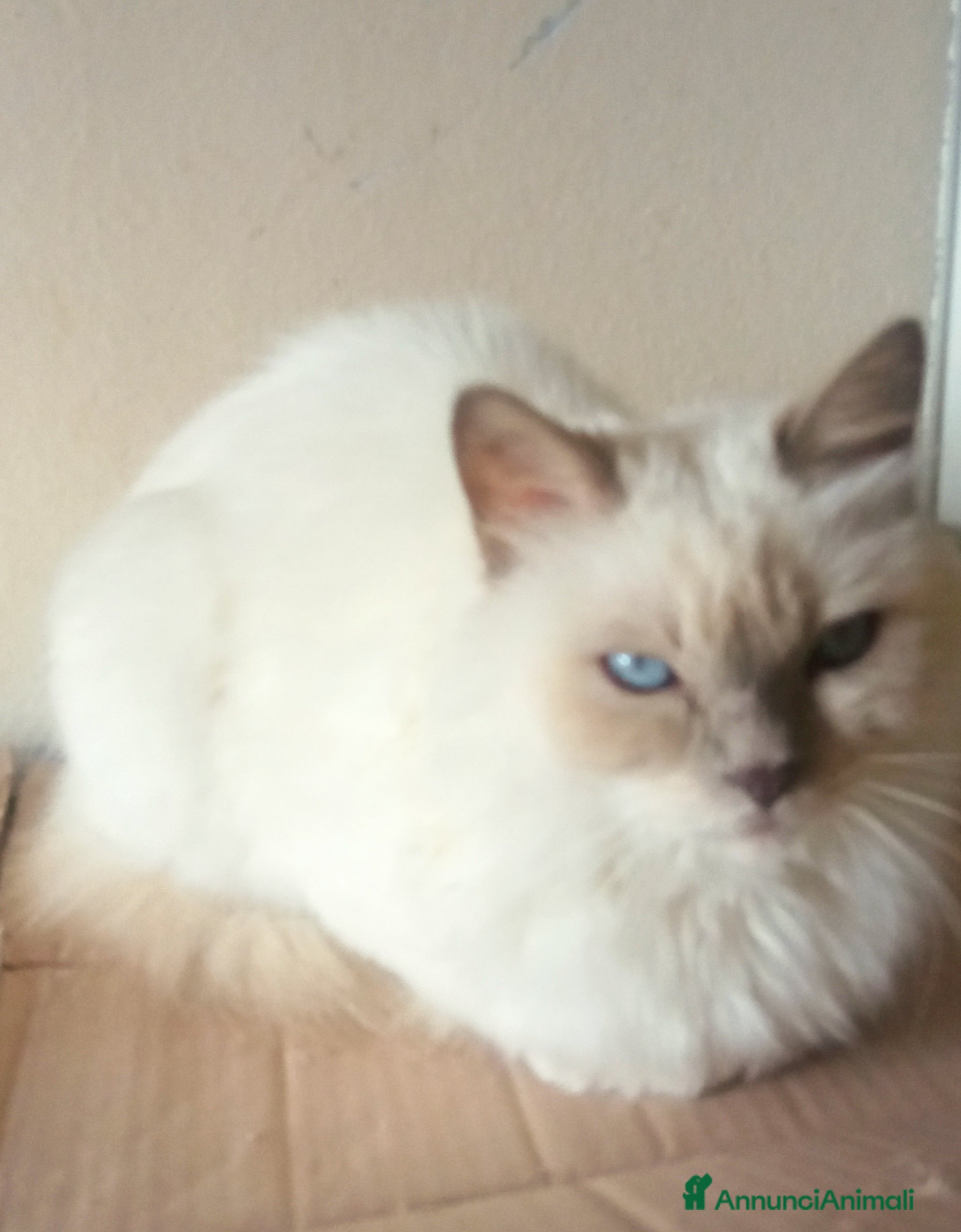 Sacro di Birmania gatti Sacro di Birmania cerca nuova famiglia - Annuncio 9