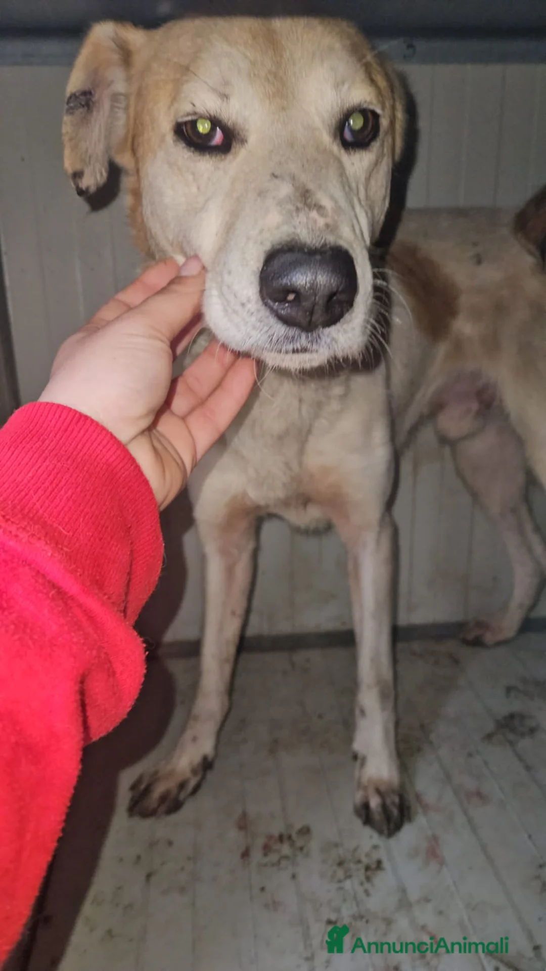 Meticcio cani in regalo: Gerry: equilibrato, docile, socievole  - Annuncio 9