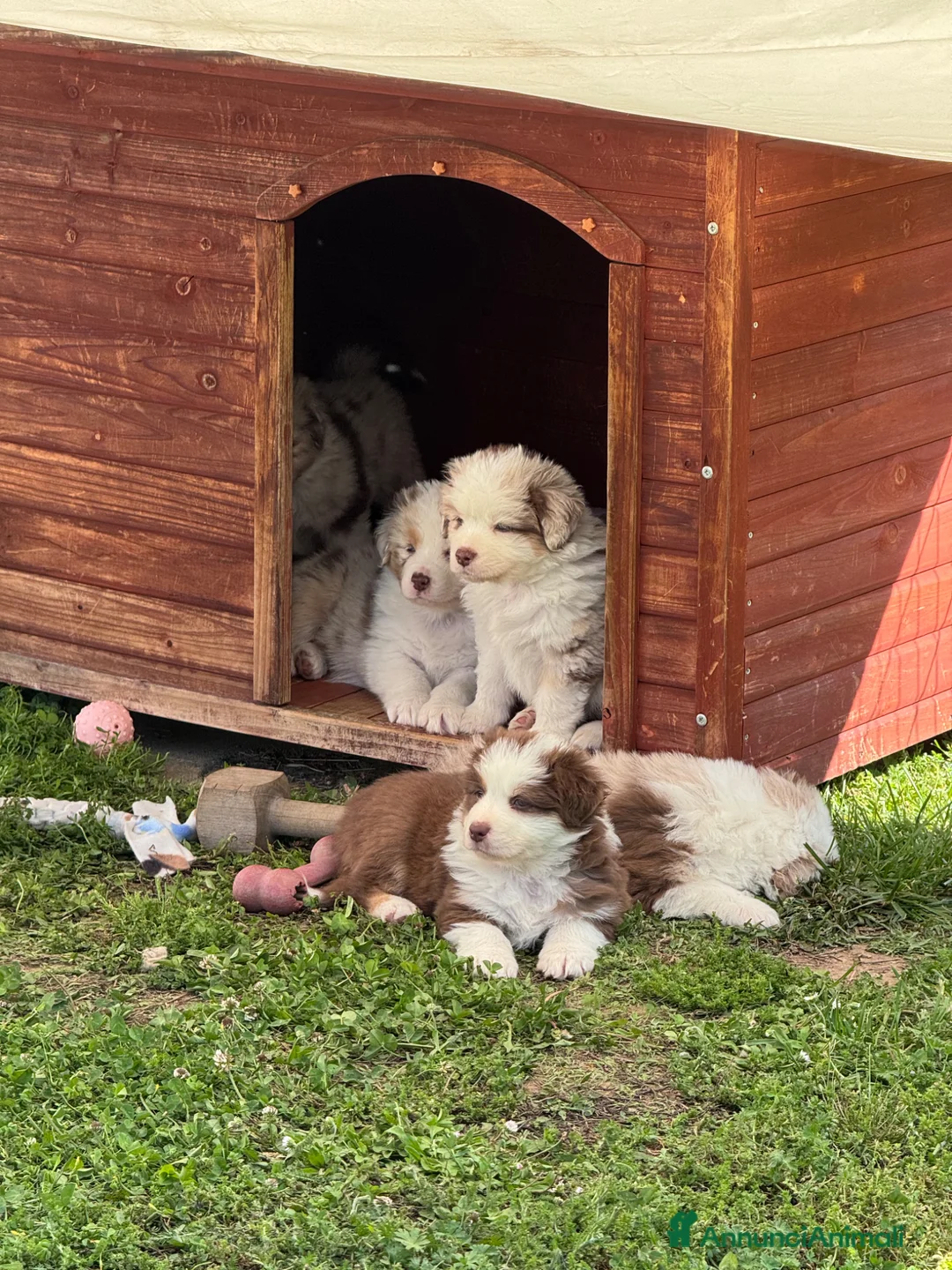 Australian Shepherd cani in vendita: Disponibili cuccioli di Pastore Australiano - Annuncio 2