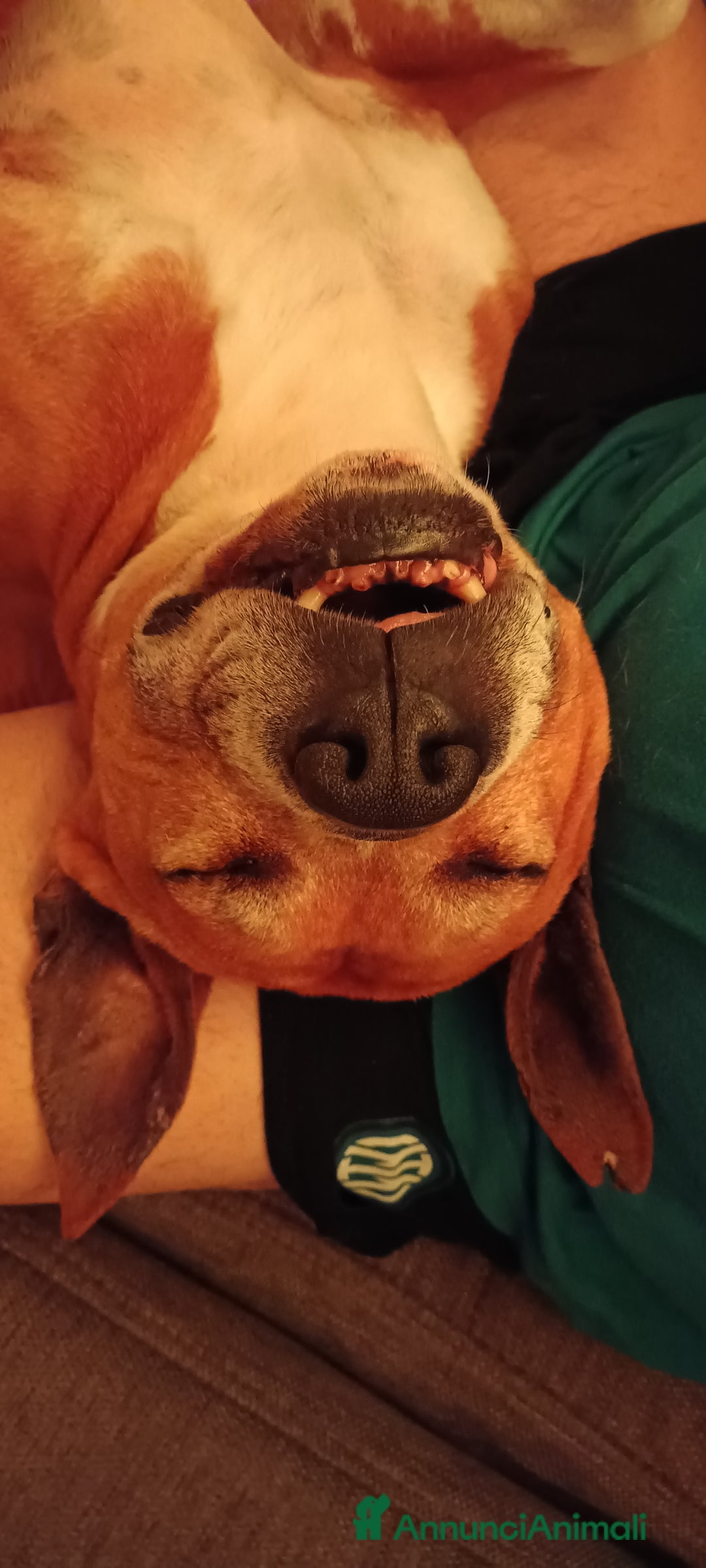 American Staffordshire cani in regalo: Cedo Amstaff maschio a Provincia di Bergamo - Immagine 6