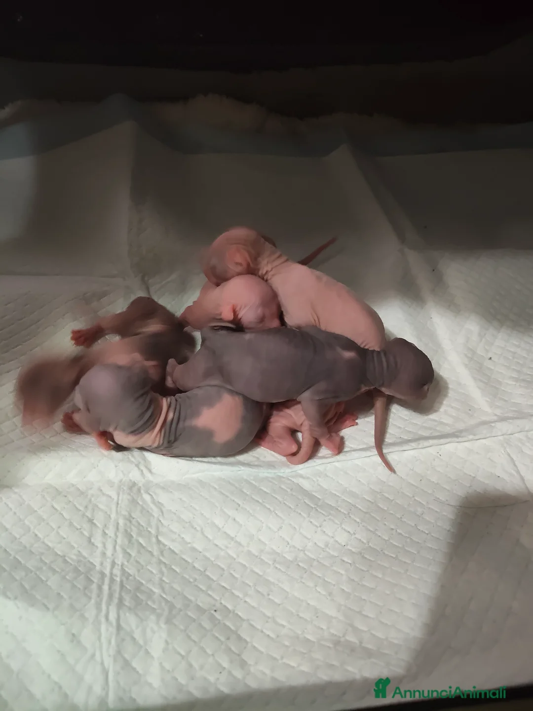 Sphynx gatti in vendita: Prossima nascita cuccioli sphynx  - Annuncio 11