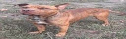 Pitbull cani in vendita: AMERICAN PITBULL TERRIER UKC  - Annuncio 9