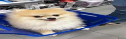 Spitz cani per accoppiamento: Maschio disponibile per accoppiamento  - Annuncio 10
