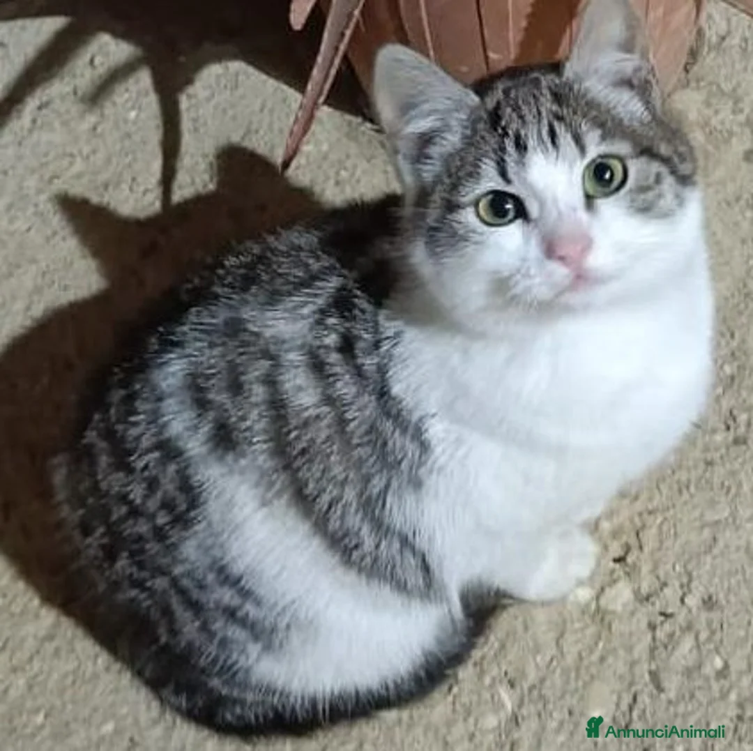 Meticcio gatti in regalo: Gattini 4 mesi adozione - Annuncio 7