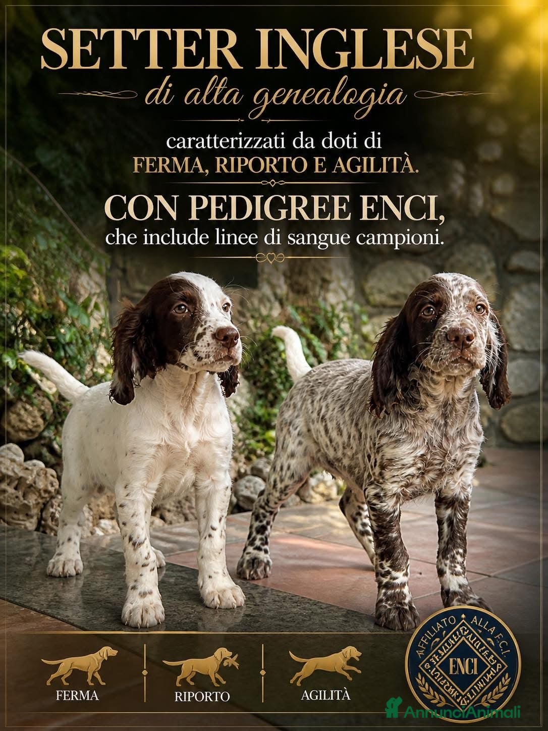 Setter Inglese cani in vendita: Setter inglese  - Annuncio 5