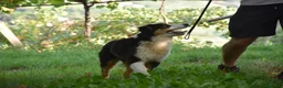 Australian Shepherd cani in vendita: Australian Shepherd pedigree ENCI - Annuncio 25