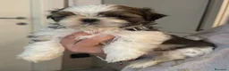 Shih Tzu cani in vendita: Cuccioli di Shih Tzu - Annuncio 5