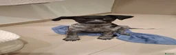 Meticcio cani in regalo: DOLCE CUCCIOLA LYN - Annuncio 3