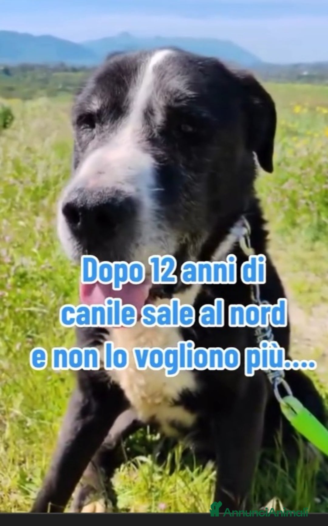 Meticcio cani in regalo: 12ANNI DI DURO CANILE..ADOTTATO E RIFIUTATO!MILANO a Città metropolitana di Milano - Annuncio 3