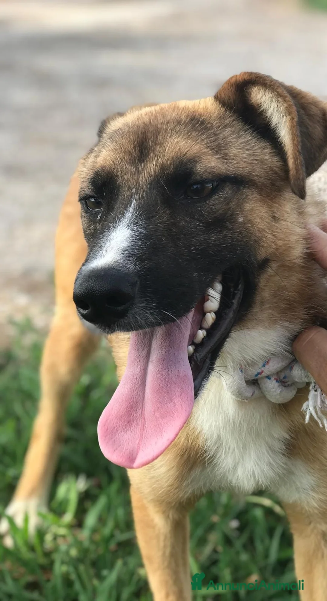 Meticcio cani in regalo: Vulcano lupacchiotto timidino chiuso in canile a Provincia di Latina - Annuncio 3