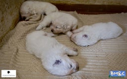 Pastore Maremmano cani in vendita: Cucciolata Pastore Maremmano Abruzzese - Pedigree - Immagine 9