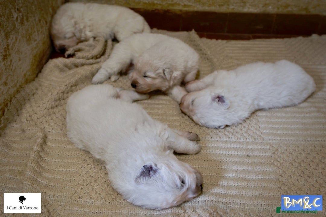 Pastore Maremmano cani in vendita: Cucciolata Pastore Maremmano Abruzzese - Pedigree - Immagine 9