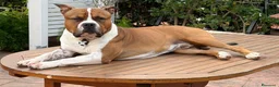 American Staffordshire cani per accoppiamento: Disponibile Monta Amstaf a Città metropolitana di Palermo - Annuncio 3
