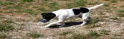 Meticcio cani in regalo: Pedro 2 anni,merita una famiglia - Annuncio 4