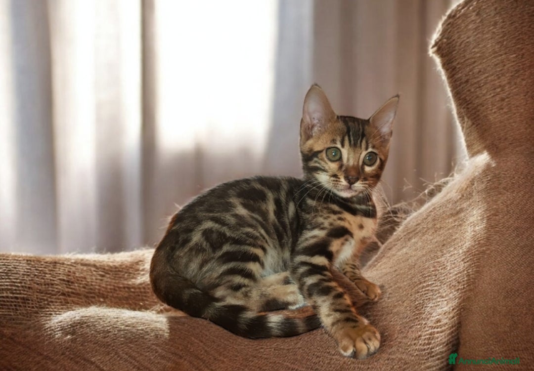 Bengala gatti in vendita: Cuccioli gatto Bengala  - Annuncio 4
