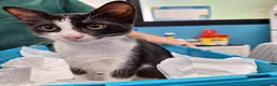 Meticcio gatti in regalo: Burrito in adozione - Annuncio 1