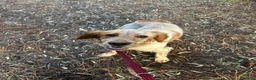 Setter Inglese cani in regalo: Bijou cerca casa 🏡 - Annuncio 6