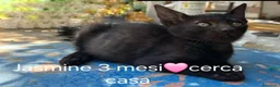 Meticcio gatti in regalo: GATTINI MERAVIGLIOSI  - Annuncio 3