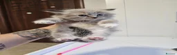 Siberiano gatti in vendita: Gattini siberiani ipoallergenici  - Annuncio 12