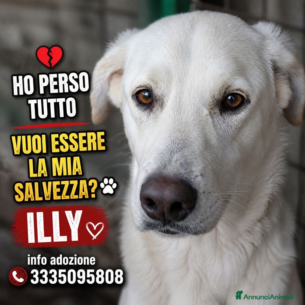Labrador cani ADOZ.DEL💔:dolce e buono, sta perdendo la speranza - Annuncio 1