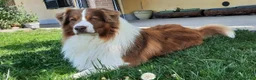 Australian Shepherd cani per accoppiamento: Pastore Australiano Maschio per accippiamento a Provincia di Pavia - Annuncio 1