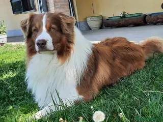 Australian Shepherd cani Pastore Australiano Maschio per accippiamento - Annuncio 6