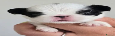 Cesare
