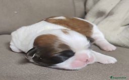 Shih Tzu cani in vendita: Cuccioli di shitzu a Provincia di Cuneo - Immagine 8