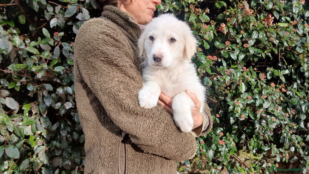 Meticcio cani in regalo: GRETA NON VUOLE CRESCERE IN CANILE, IN ADOZIONE - Annuncio 3