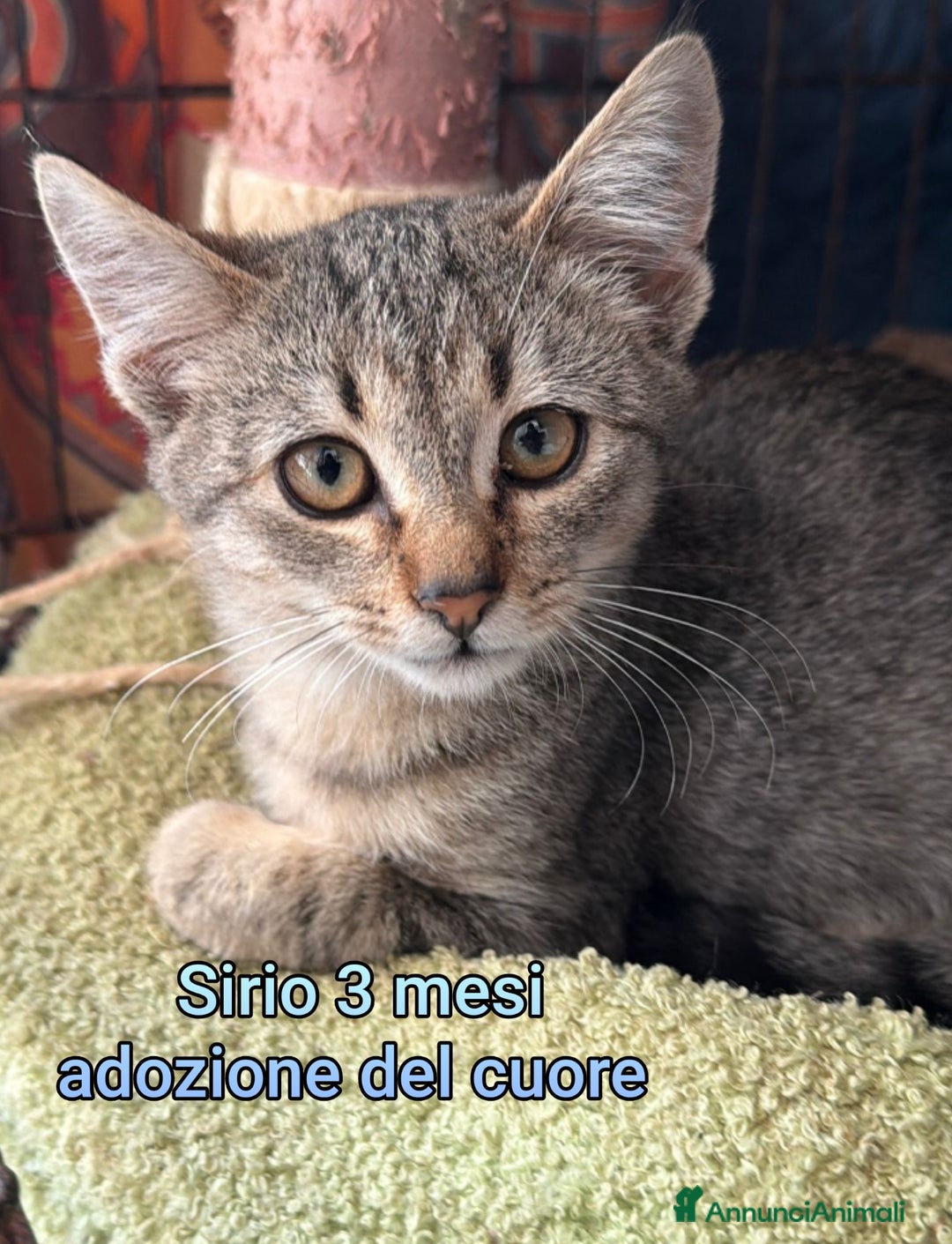 Meticcio gatti in regalo: ADOZIONI URGENTI PER QUESTI GATTINI  - Annuncio 4