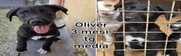 Meticcio cani in regalo: TANTI CUCCIOLI SOLI  a Provincia di Vicenza - Annuncio 8