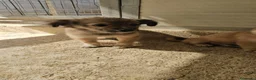 Meticcio cani in regalo: Mughetto, Ciclamino e Tiglio: maschietti 3 mesi - Annuncio 21