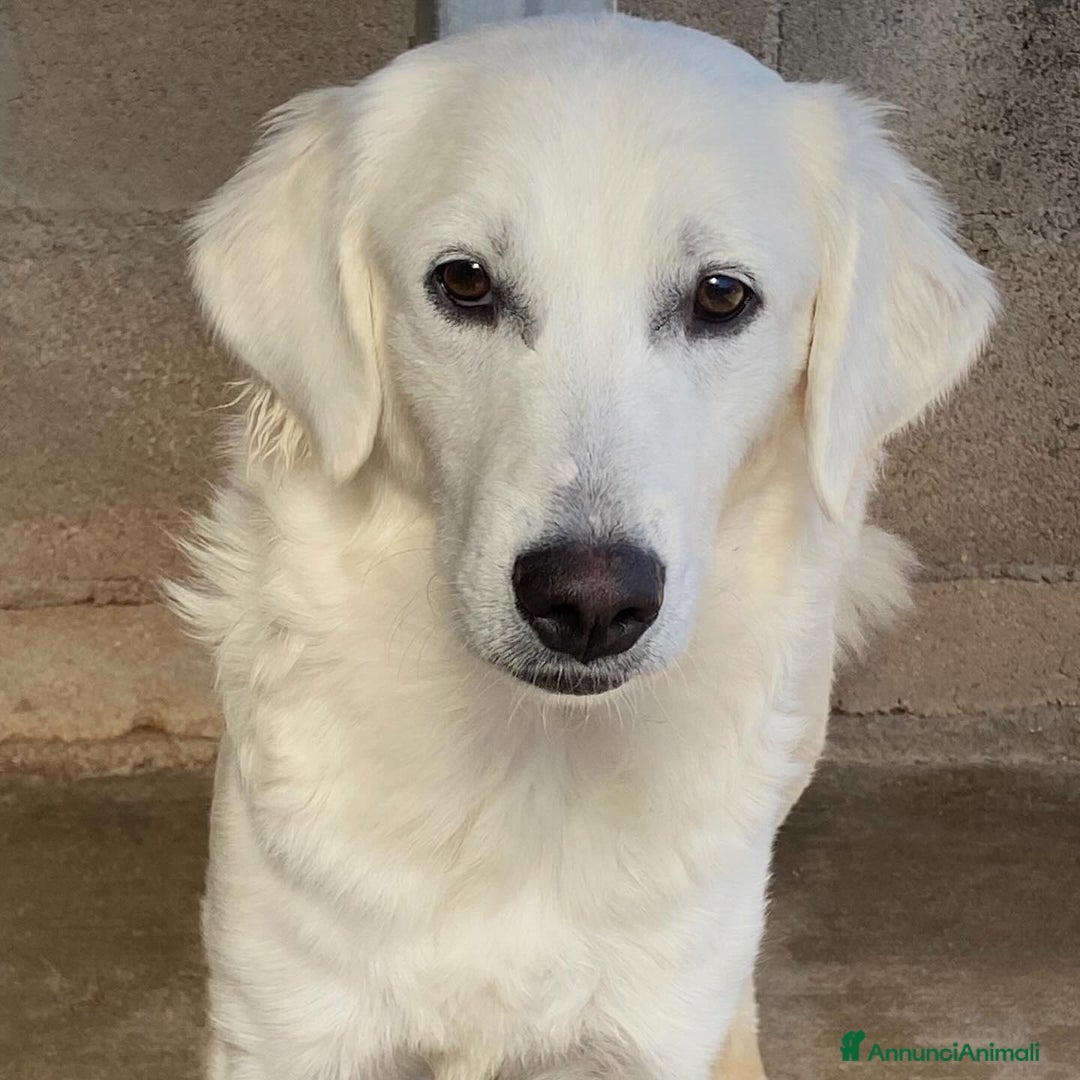 Meticcio cani in regalo: SUAMY cagnolina 10 mesi in adozione - Annuncio 6