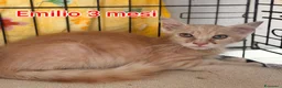 Altre razze gatti in regalo: MICINI, URGENTE: TEMPO SCADUTO  a Provincia di Arezzo - Annuncio 8