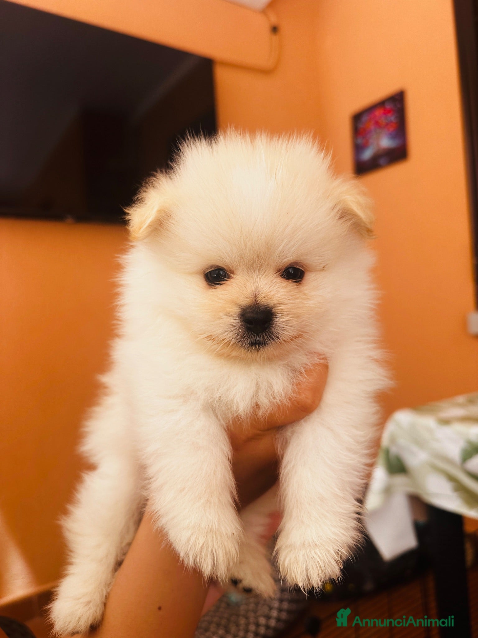 Volpino Pomerania cani Volpino di Pomerania  - Annuncio 1
