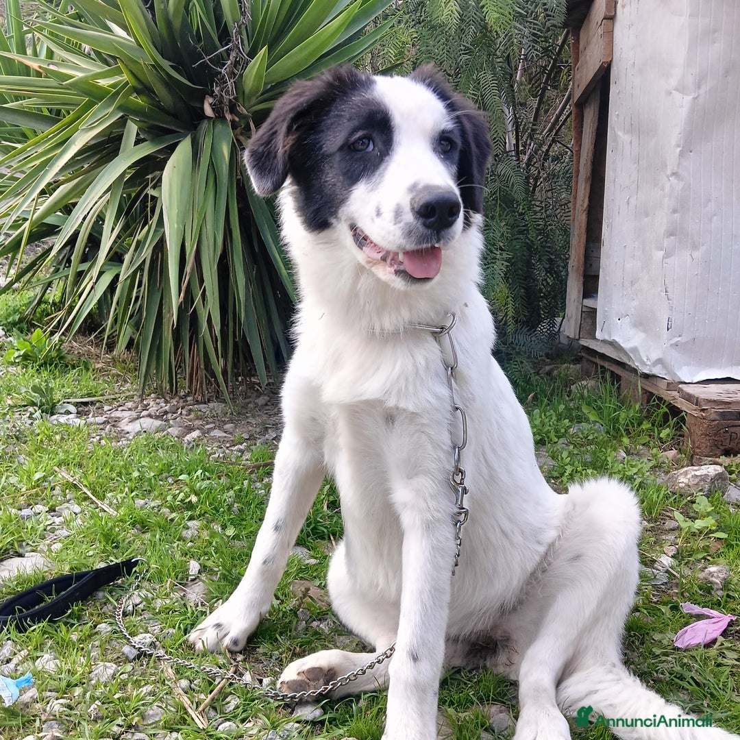 Meticcio cani in regalo: Mora bella tranquilla dolcissima - Annuncio 4