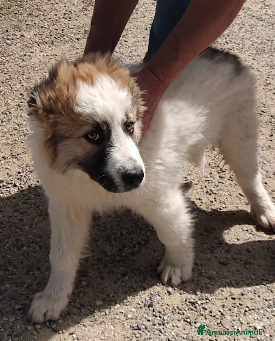Meticcio cani UNA MAMMA PER TOMMY - Annuncio 3