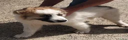 Meticcio cani in regalo: UNA MAMMA PER TOMMY a Provincia di Varese - Annuncio 1