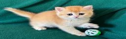 British gatti in vendita: Gattini British shorthair golden chell ny12 - Annuncio 3