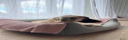 Meticcio cani in regalo: Cerchiamo urgente stallo casalingo postoperatorio  - Annuncio 2