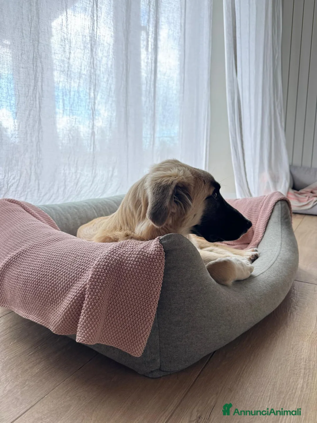 Meticcio cani in regalo: Cerchiamo urgente stallo casalingo postoperatorio  - Annuncio 2