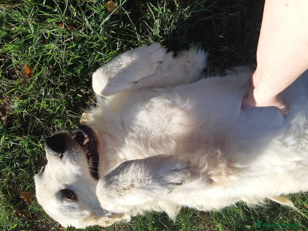Pastore Maremmano cani in regalo: NICKY il gigante più buono!! a Città Metropolitana di Firenze - Immagine 12