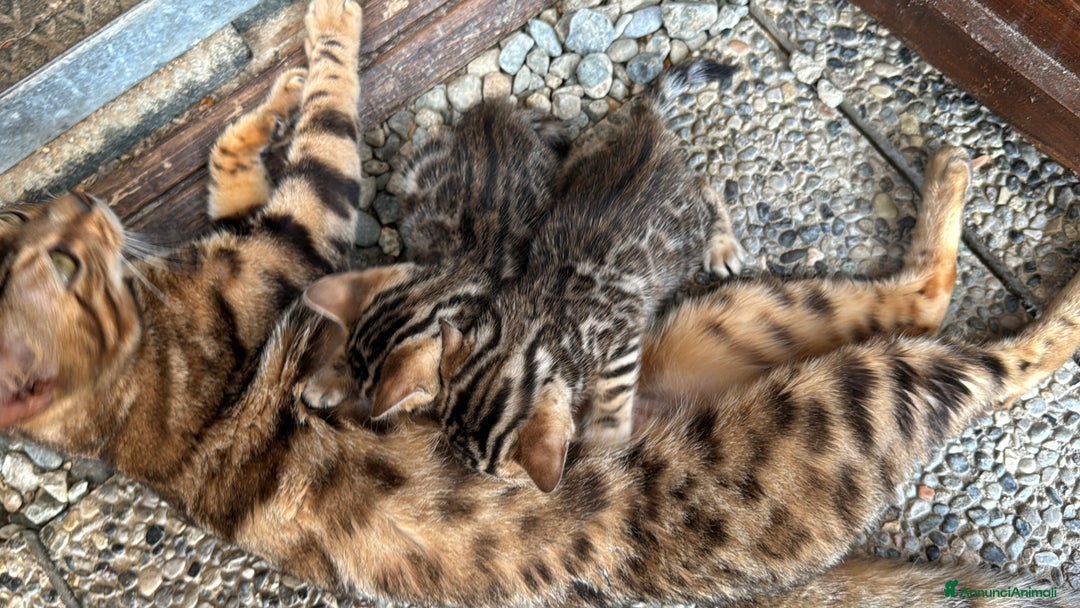 Bengala gatti in vendita: Cucciole di Bengal con Pedigree a Provincia di Asti - Immagine 6