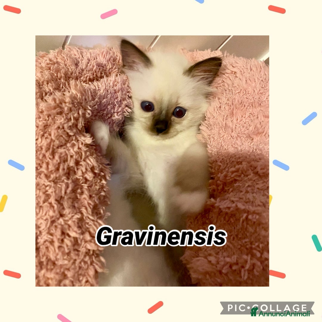 Sacro di Birmania gatti in vendita: Disponibili cuccioli Birmani – alleva enfi wcf - Annuncio 5