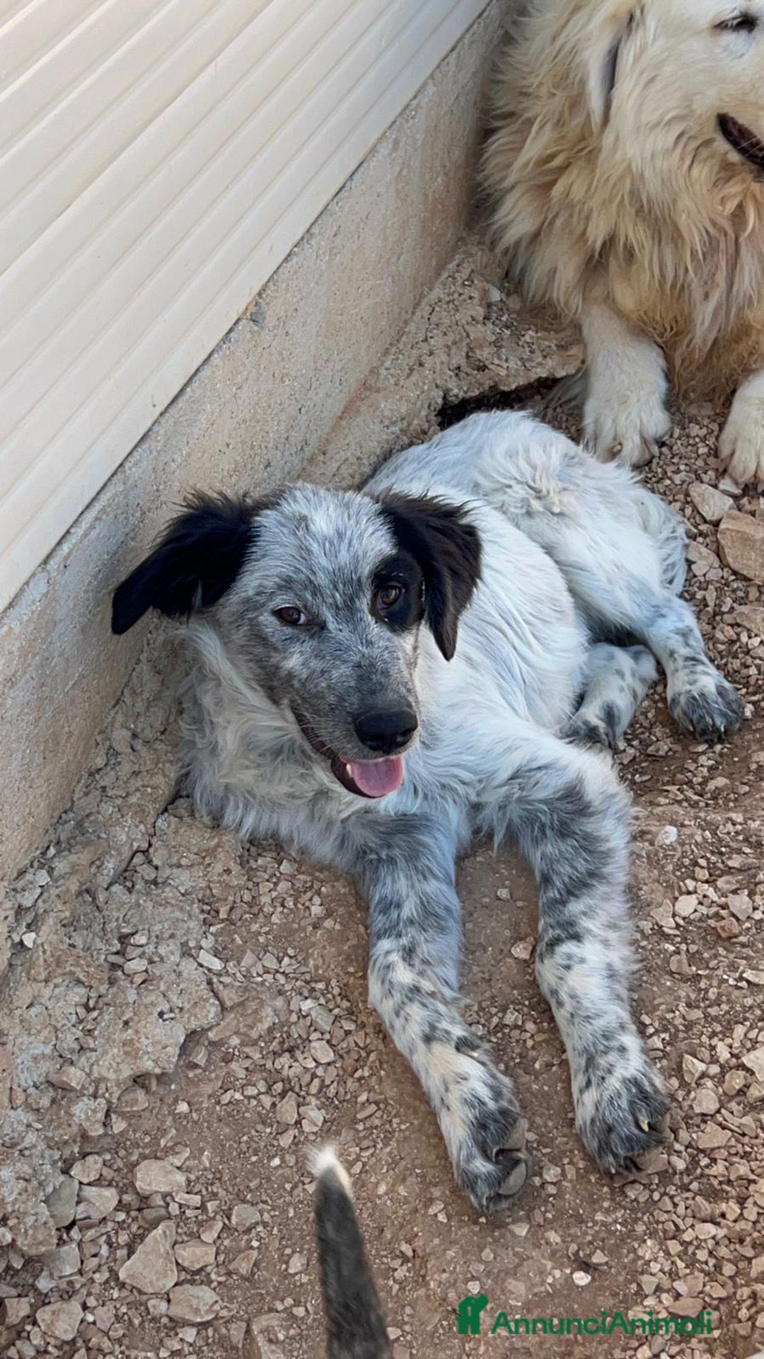 Meticcio cani in regalo: 3cuccioli di 6mesi NESSUNA RICHIESTA X LORO.BARI - Annuncio 3